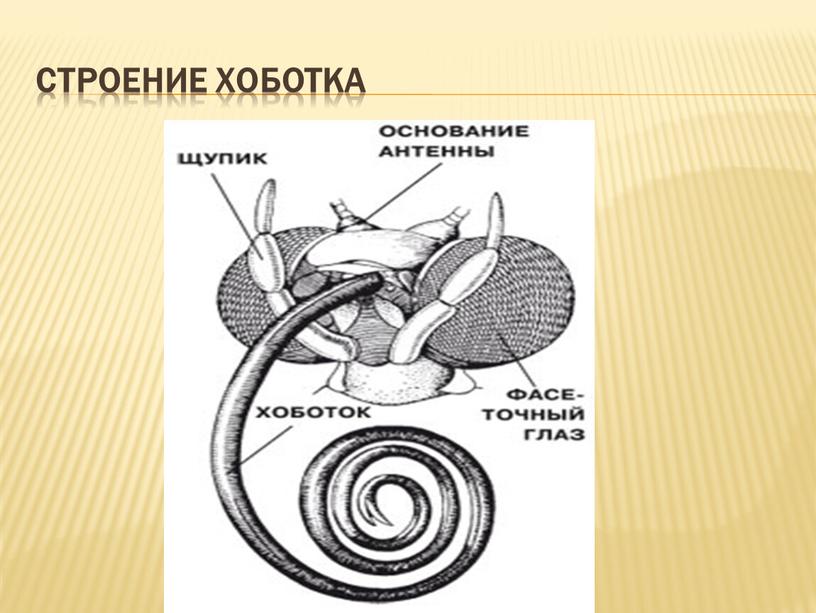 Строение хоботка