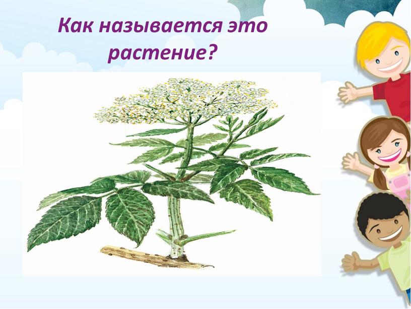 Как называется это растение?