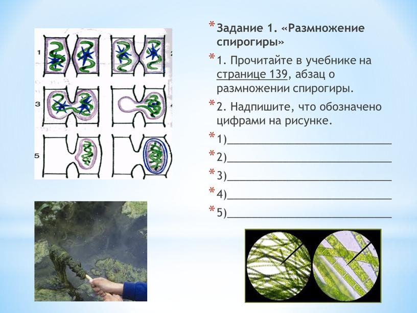 Задание 1. «Размножение спирогиры» 1