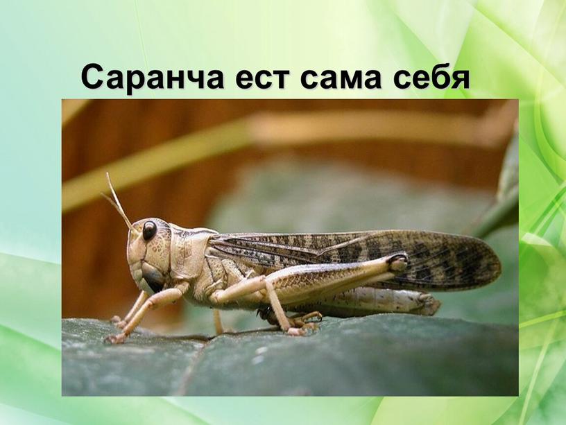 Саранча ест сама себя