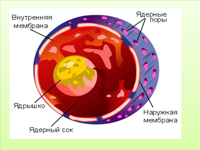 Мастер- класс "Клетка".