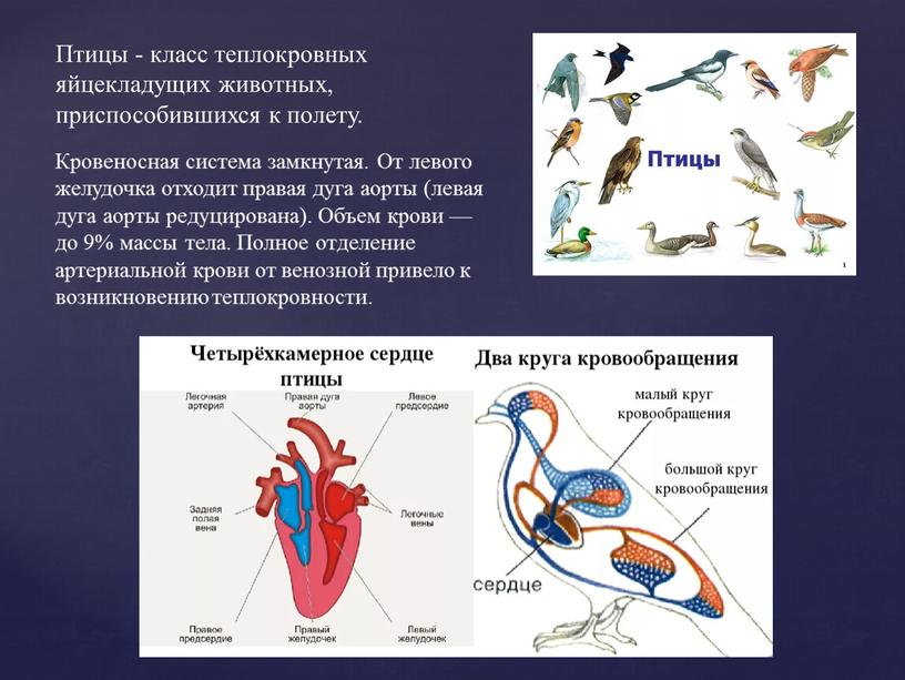 Птицы - класс теплокровных яйцекладущих животных, приспособившихся к полету