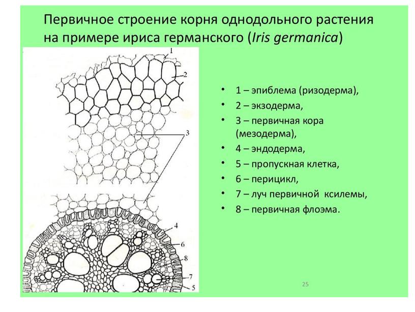 Сравнительная анатомия однолетних растении