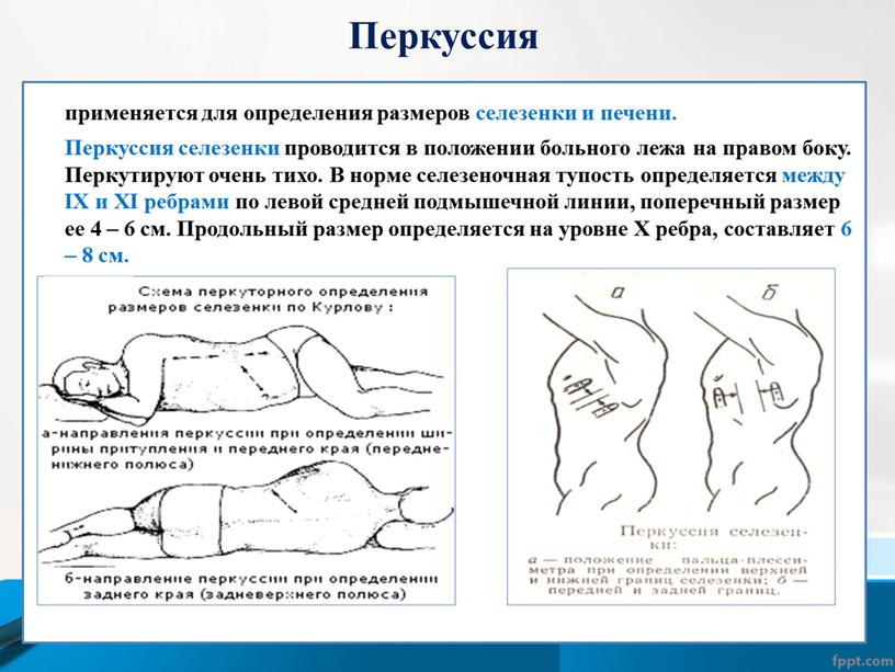 Перкуссия применяется для определения размеров селезенки и печени