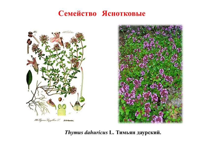 Thymus dahuricus L. Тимьян даурский