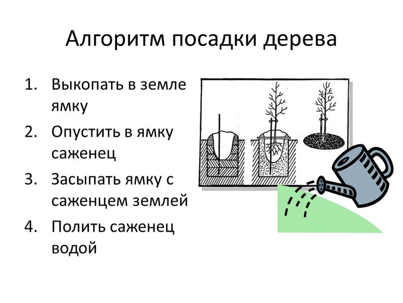 Алгоритм посадки дерева Выкопать в земле ямку