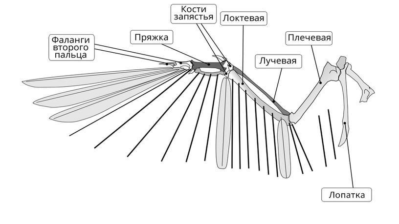 Приспособления птиц к полету: внешнее и внутреннее строение.