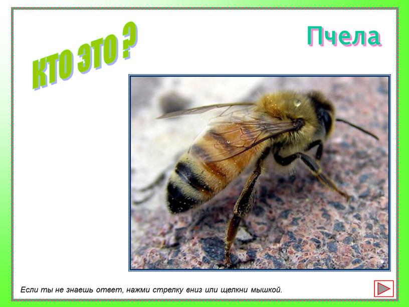Пчела кто это ? Если ты не знаешь ответ, нажми стрелку вниз или щелкни мышкой