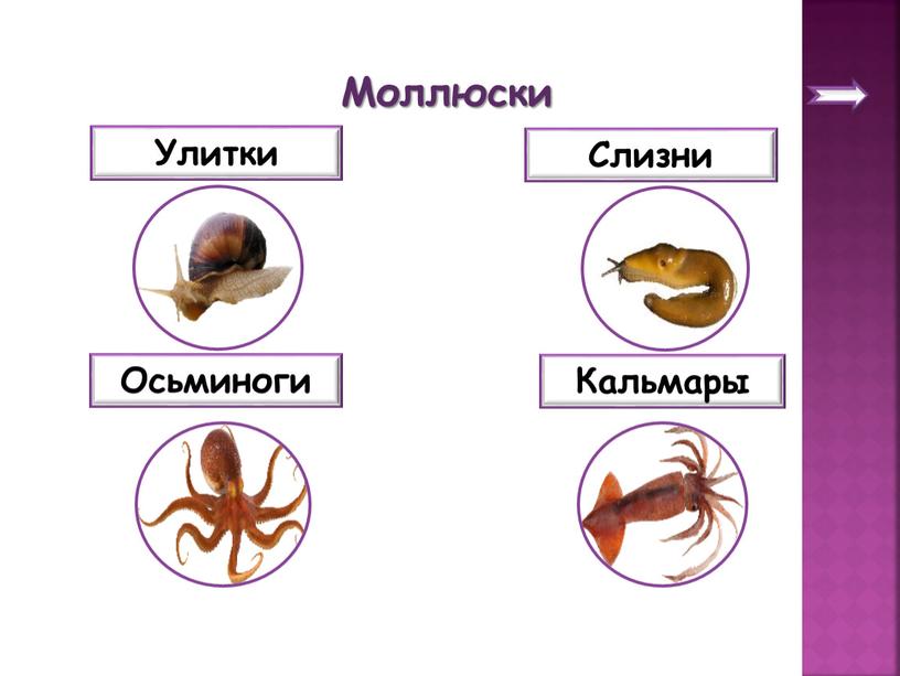 Моллюски Улитки Слизни Осьминоги