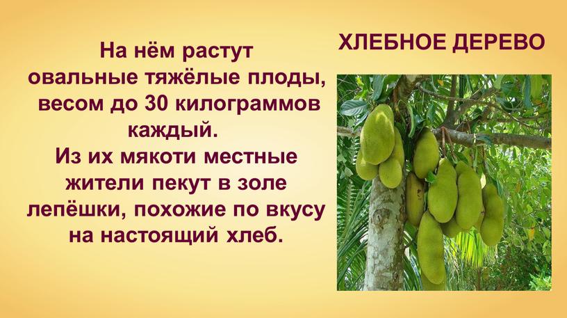 На нём растут овальные тяжёлые плоды, весом до 30 килограммов каждый