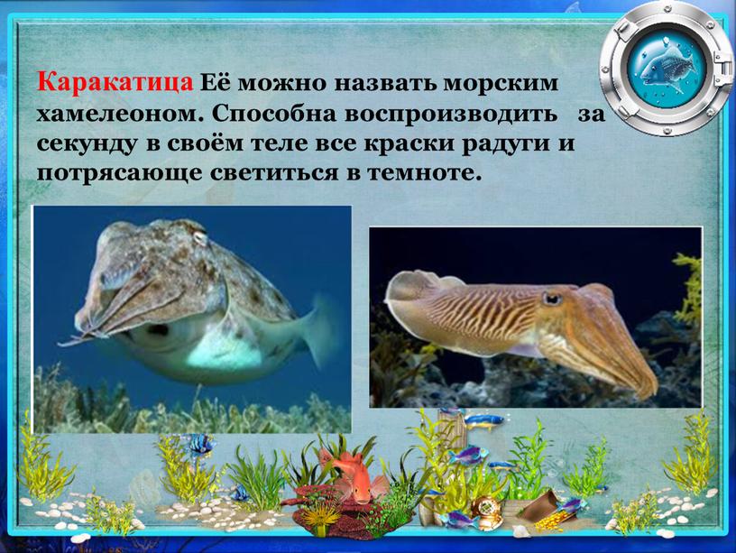 Каракатица Её можно назвать морским хамелеоном