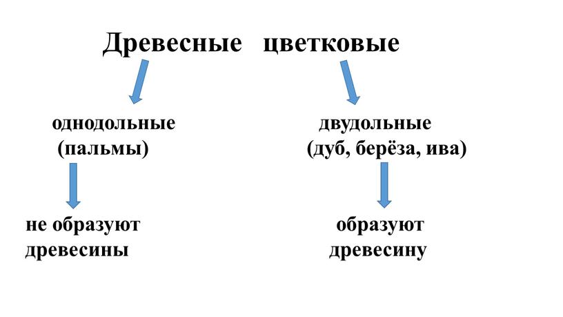 Древесные цветковые однодольные двудольные (пальмы) (дуб, берёза, ива) не образуют образуют древесины древесину