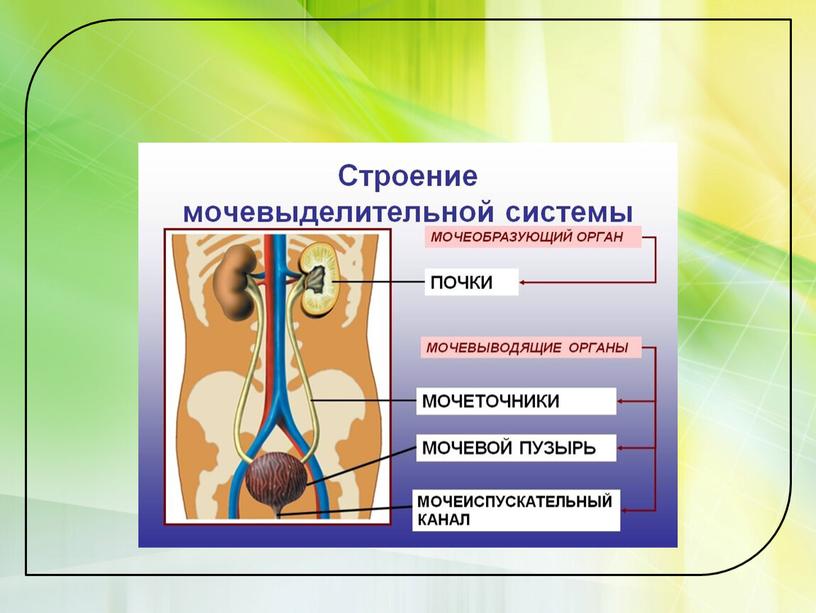 Органы выделения. Строение и функции почек.