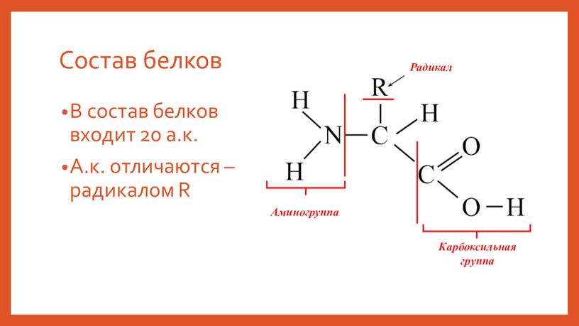 Состав белков В состав белков входит 20 а