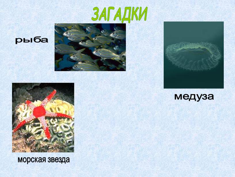 ЗАГАДКИ рыба медуза морская звезда