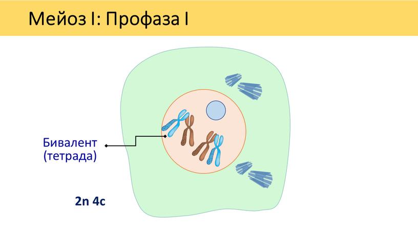 Мейоз I: Профаза I Бивалент (тетрада) 2n 4c