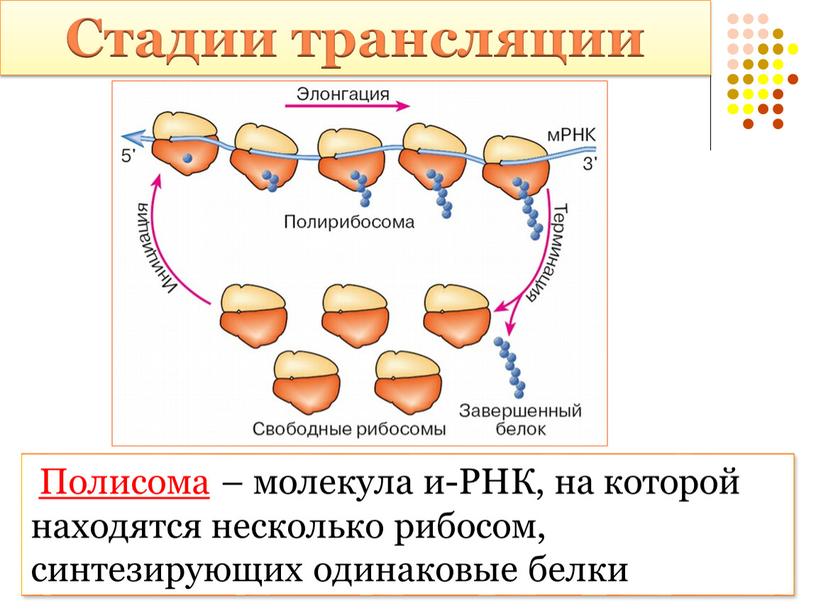 Схема синтеза белка в рибосоме