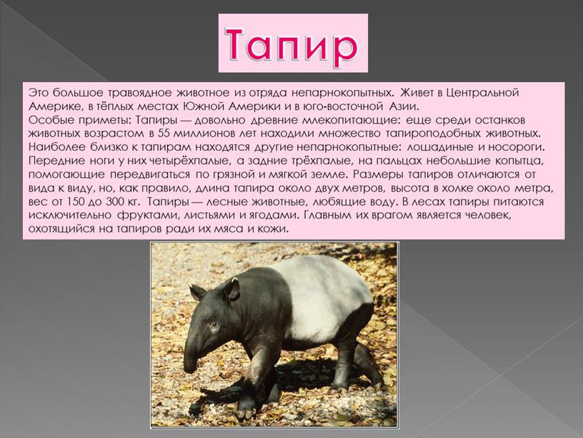 Тапир Это большое травоядное животное из отряда непарнокопытных