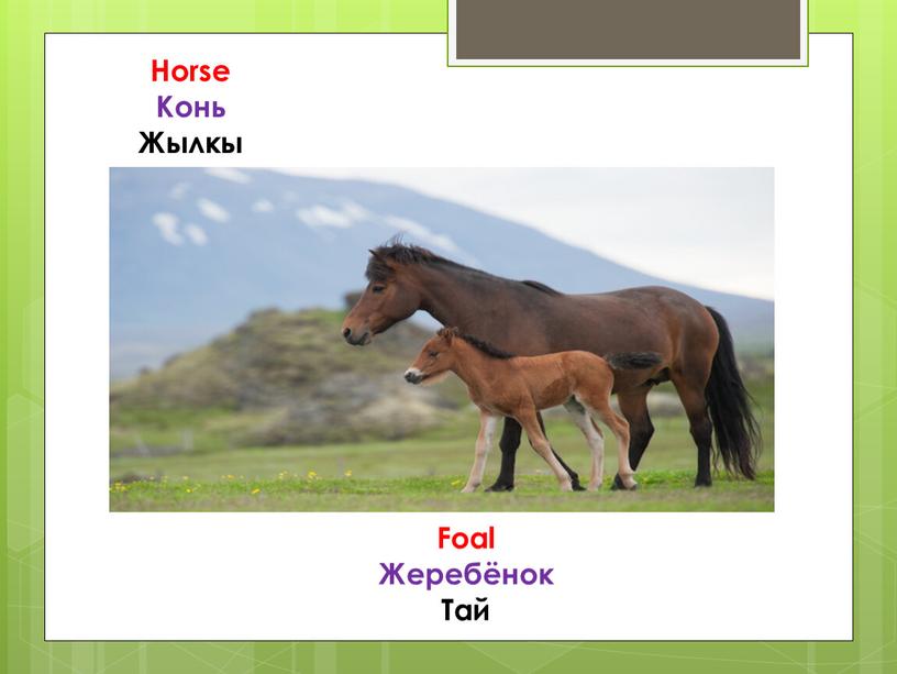 Horse Конь Жылкы Foal Жеребёнок