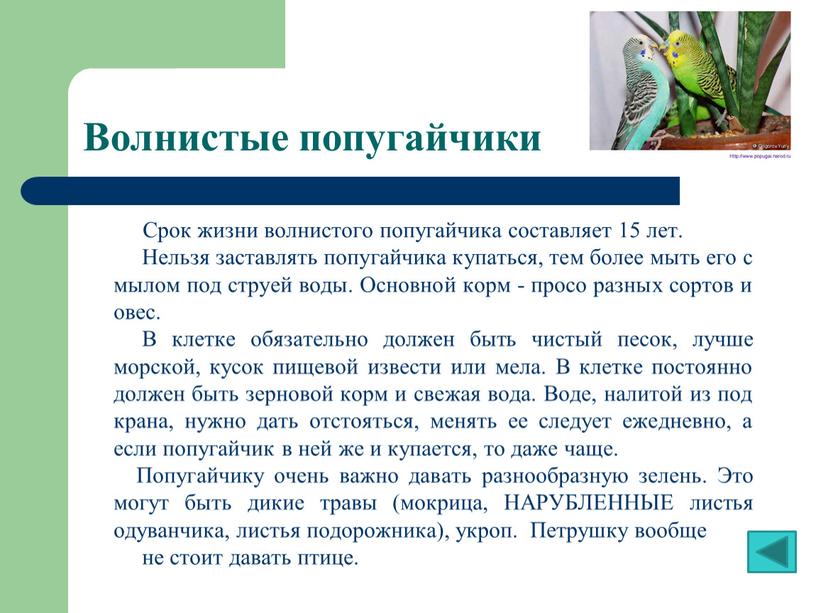 Волнистые попугайчики Срок жизни волнистого попугайчика составляет 15 лет