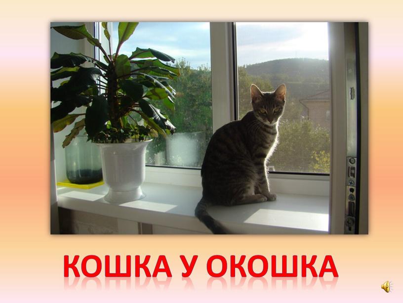 Кошка у окошка