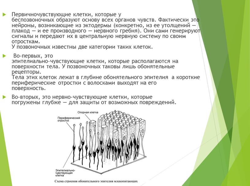 Первичночувствующие клетки, которые у беспозвоночных образуют основу всех органов чувств