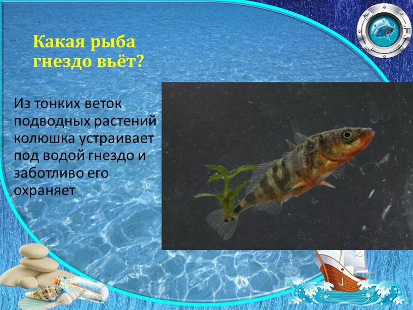 Какая рыба гнездо вьёт? Из тонких веток подводных растений колюшка устраивает под водой гнездо и заботливо его охраняет