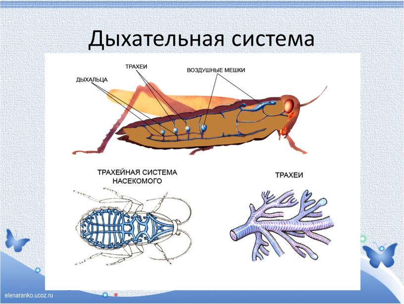 Дыхательная система