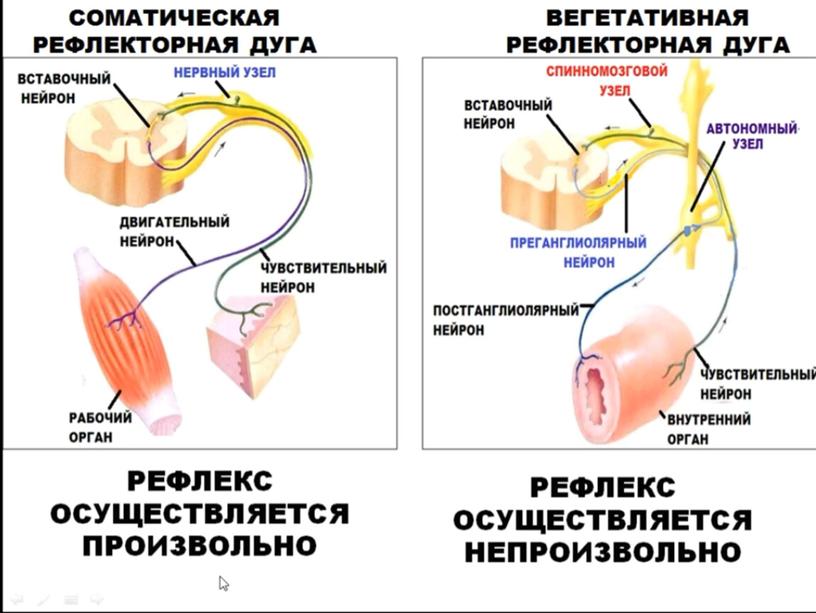 Нервная система