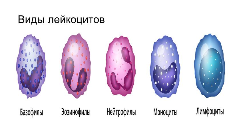 Виды лейкоцитов