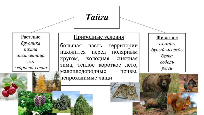 Тайга Природные условия большая часть территории находится перед полярным кругом, холодная снежная зима, тёплое короткое лето, малоплодородные почвы, непроходимые чащи