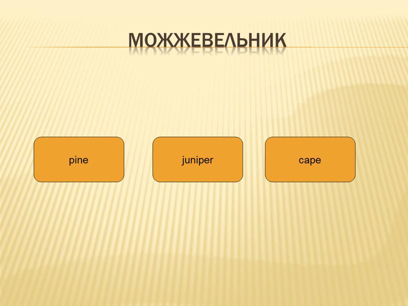 можжевельник pine juniper cape