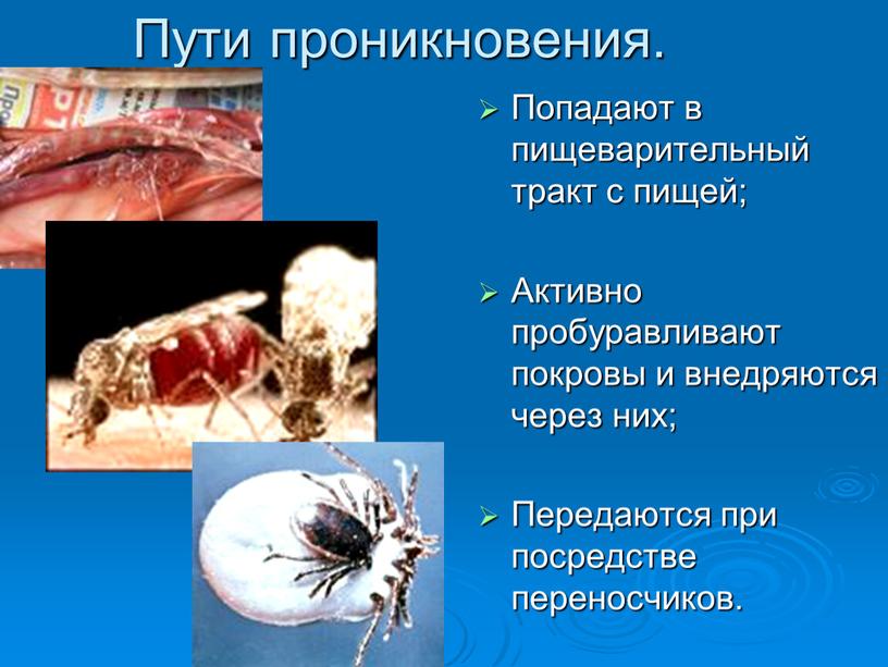 Пути проникновения. Попадают в пищеварительный тракт с пищей;