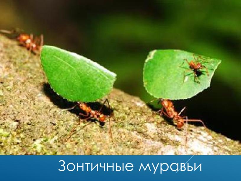 Зонтичные муравьи