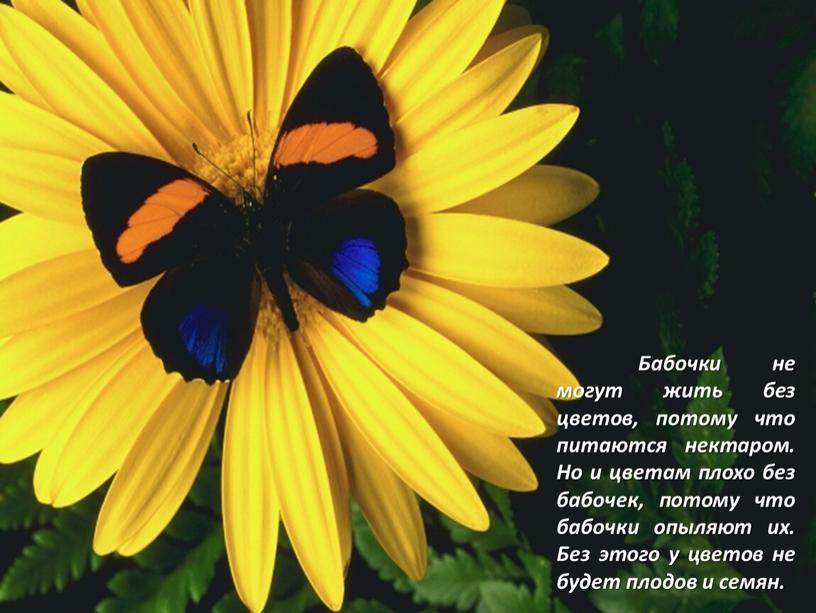 Бабочки не могут жить без цветов, потому что питаются нектаром