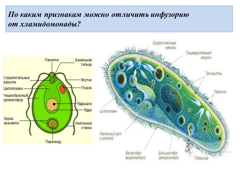 По каким признакам можно отличить инфузорию от хламидомонады?