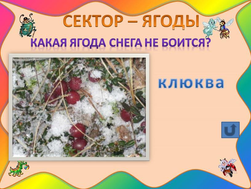 СЕКТОР – ЯГОДЫ Какая ягода снега не боится? клюква