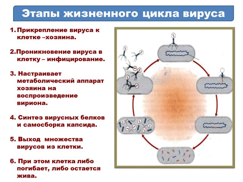 Этапы жизненного цикла вируса Прикрепление вируса к клетке –хозяина
