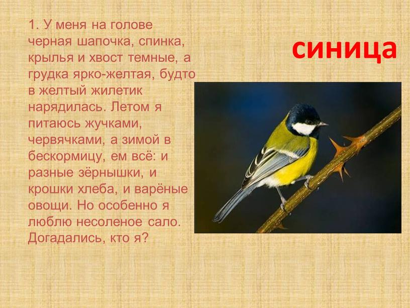 У меня на голове черная шапочка, спинка, крылья и хвост темные, а грудка ярко-желтая, будто в желтый жилетик нарядилась