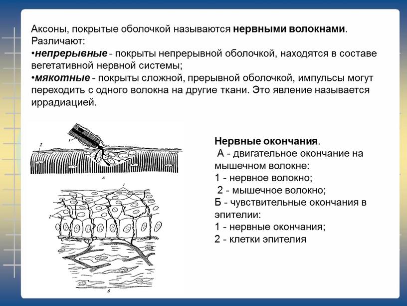 Аксоны, покрытые оболочкой называются нервными волокнами