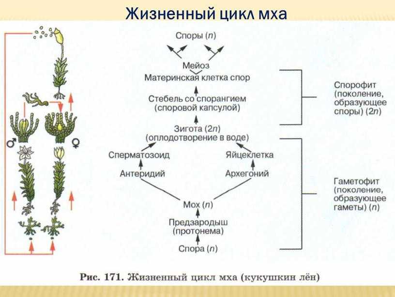 Жизненный цикл мха