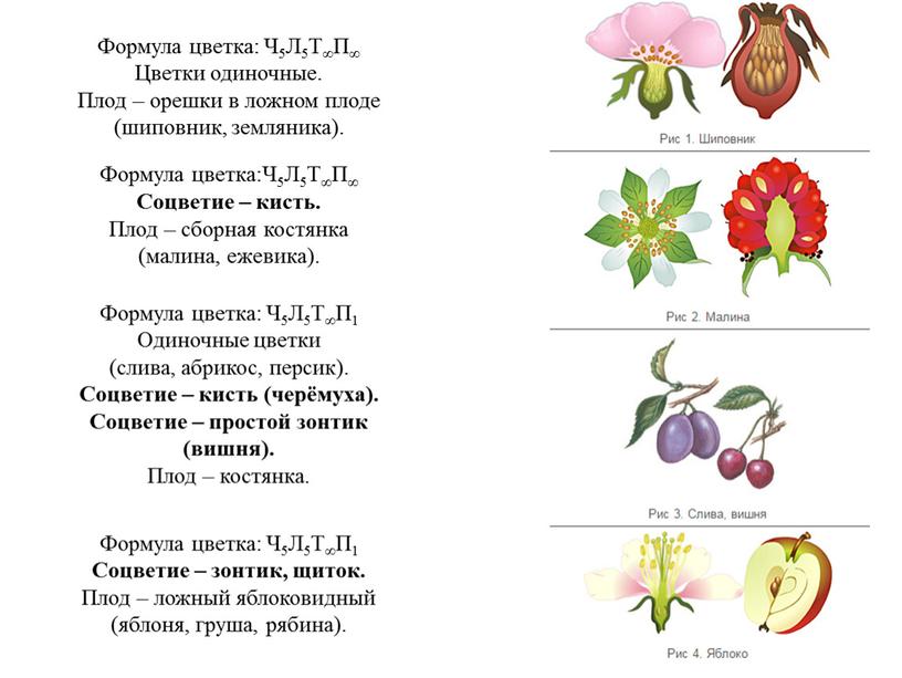 Формула цветка: Ч5Л5Т∞П∞ Цветки одиночные