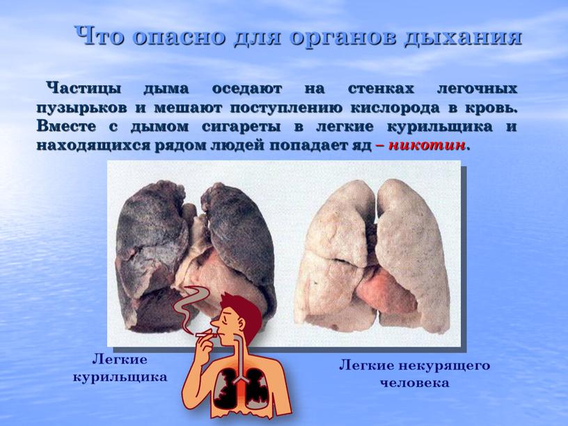 Частицы дыма оседают на стенках легочных пузырьков и мешают поступлению кислорода в кровь