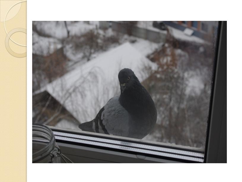 Проектная работа "Птица за моим окном"