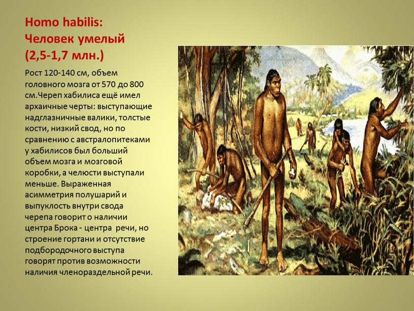 Homo habilis: Человек умелый (2,5-1,7 млн