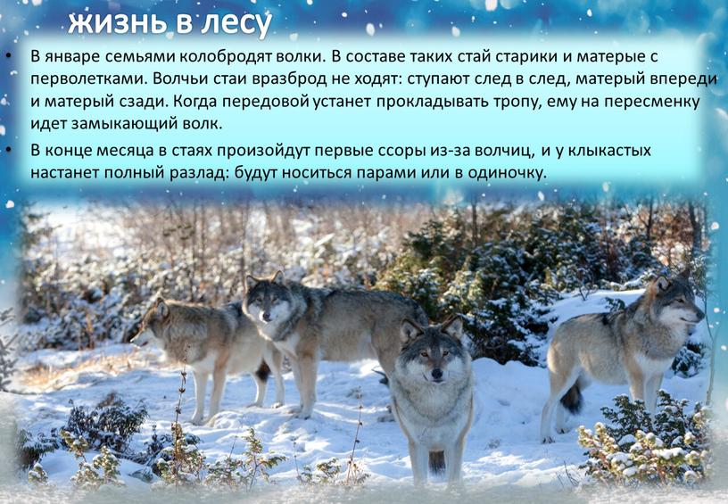 В январе семьями колобродят волки