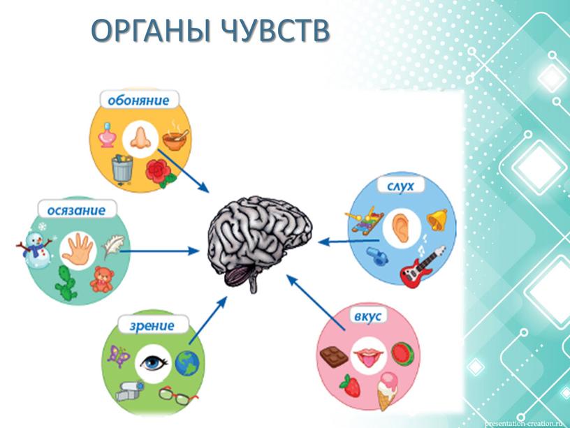 ОРГАНЫ ЧУВСТВ