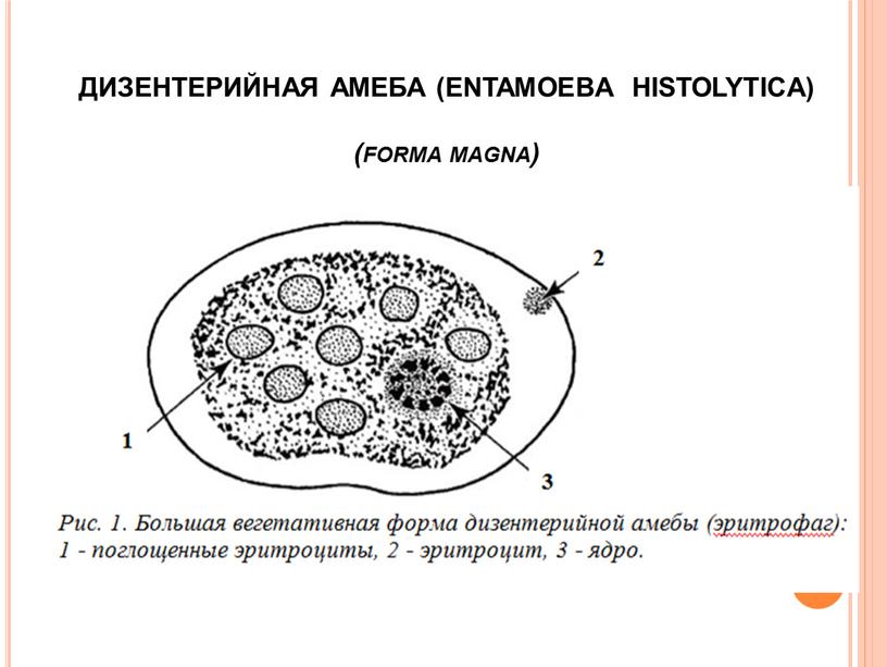 ДИЗЕНТЕРИЙНАЯ АМЕБА (ENTAMOEBA