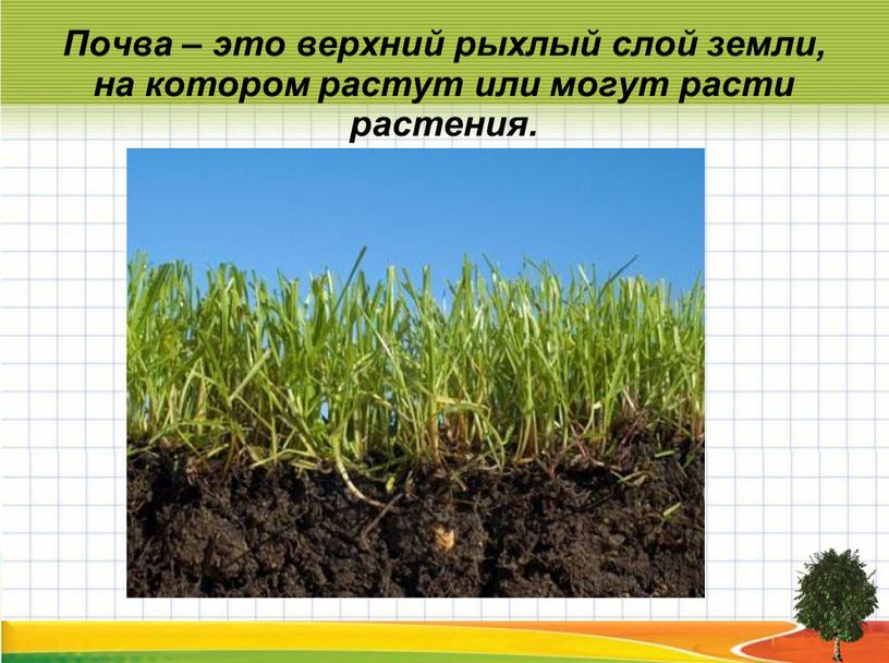 Почва – это верхний рыхлый слой земли, на котором растут или могут расти растения
