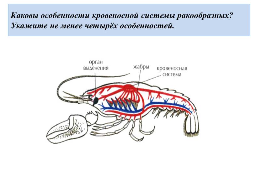 Каковы особенности кровеносной системы ракообразных?